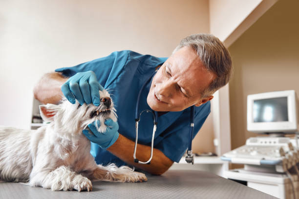 Best Emergency Treatment for Dental Infections or Abscesses in Reedurban, OH